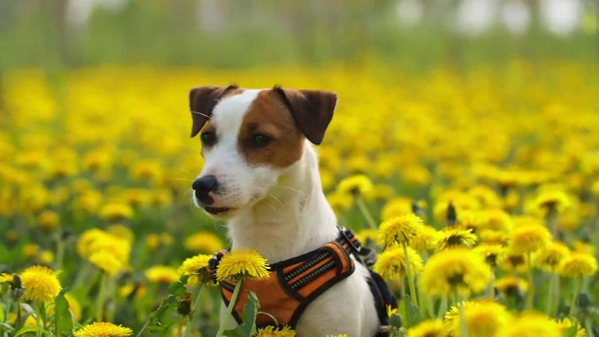 Är Din Hunds Leksaker Giftiga? 5 Material Du Bör Undvika