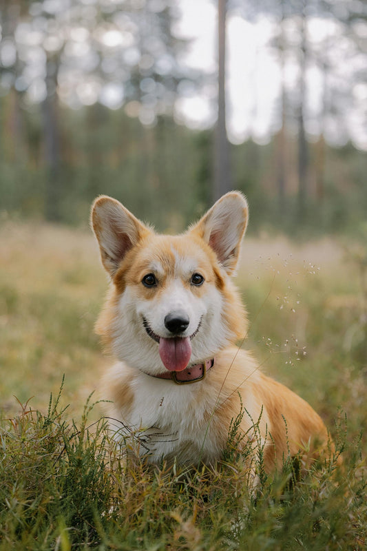 Varför Välja Komposterbara Hundbajspåsar?